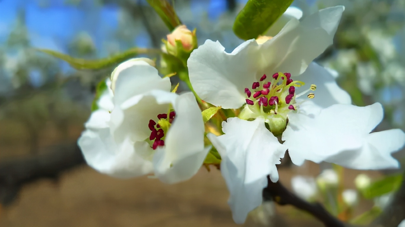 廊坊市赏花踏青第一名,廊坊赏桃花景点