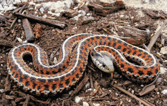 只要19.9元！3000+昆虫萌宠来袭！首届昆虫萌宠主题沉浸展空降武汉