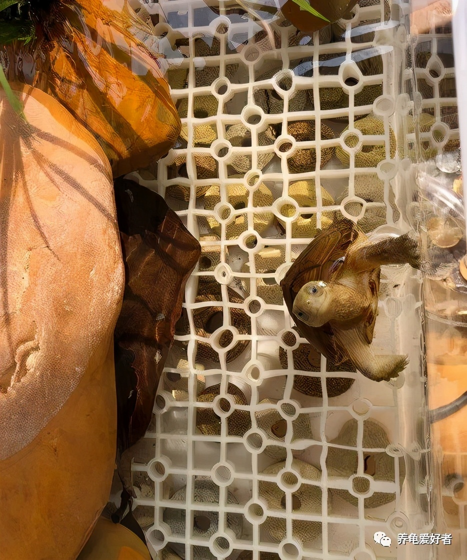 乌龟为什么喜欢打群架,乌龟为什么会打群架