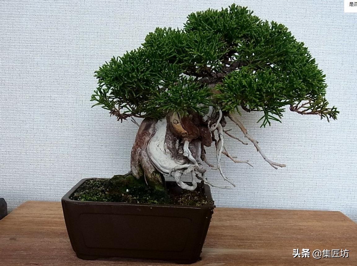 盆景老桩镂空舍利的制作,舍利盆景造型技艺图解