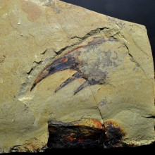 邓氏鱼怎么灭亡,邓氏鱼用什么驯服