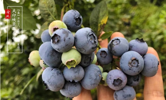 渝北周边采摘推荐,渝北茨竹附近采摘园