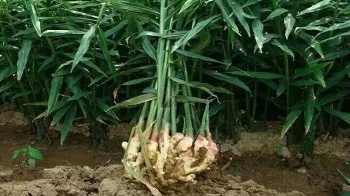 生姜得了姜瘟如何处理,生姜染上姜瘟病用什么药