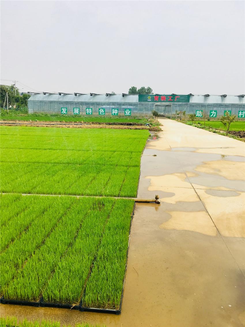 江苏供销让农民当上甩手“田掌柜”