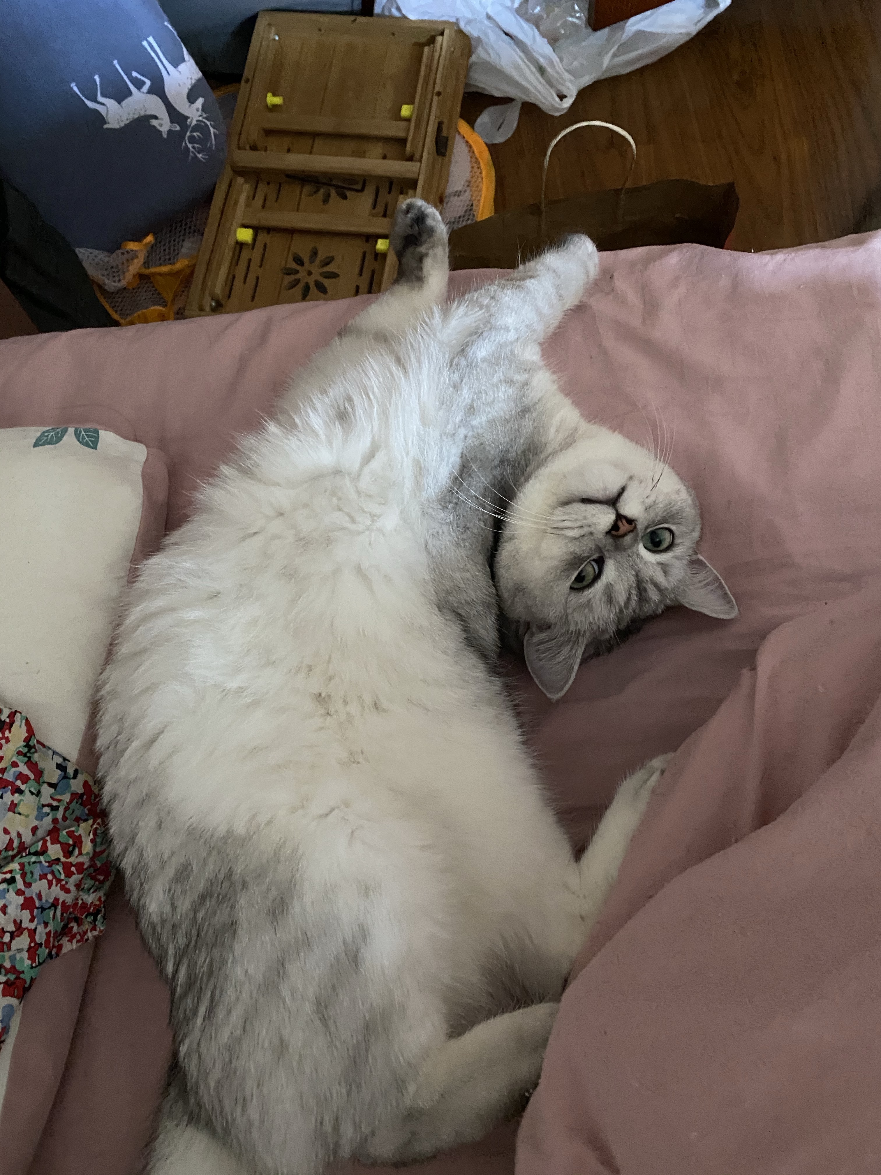 养猫省钱攻略布偶猫,养布偶猫的十大缺点和十大优点