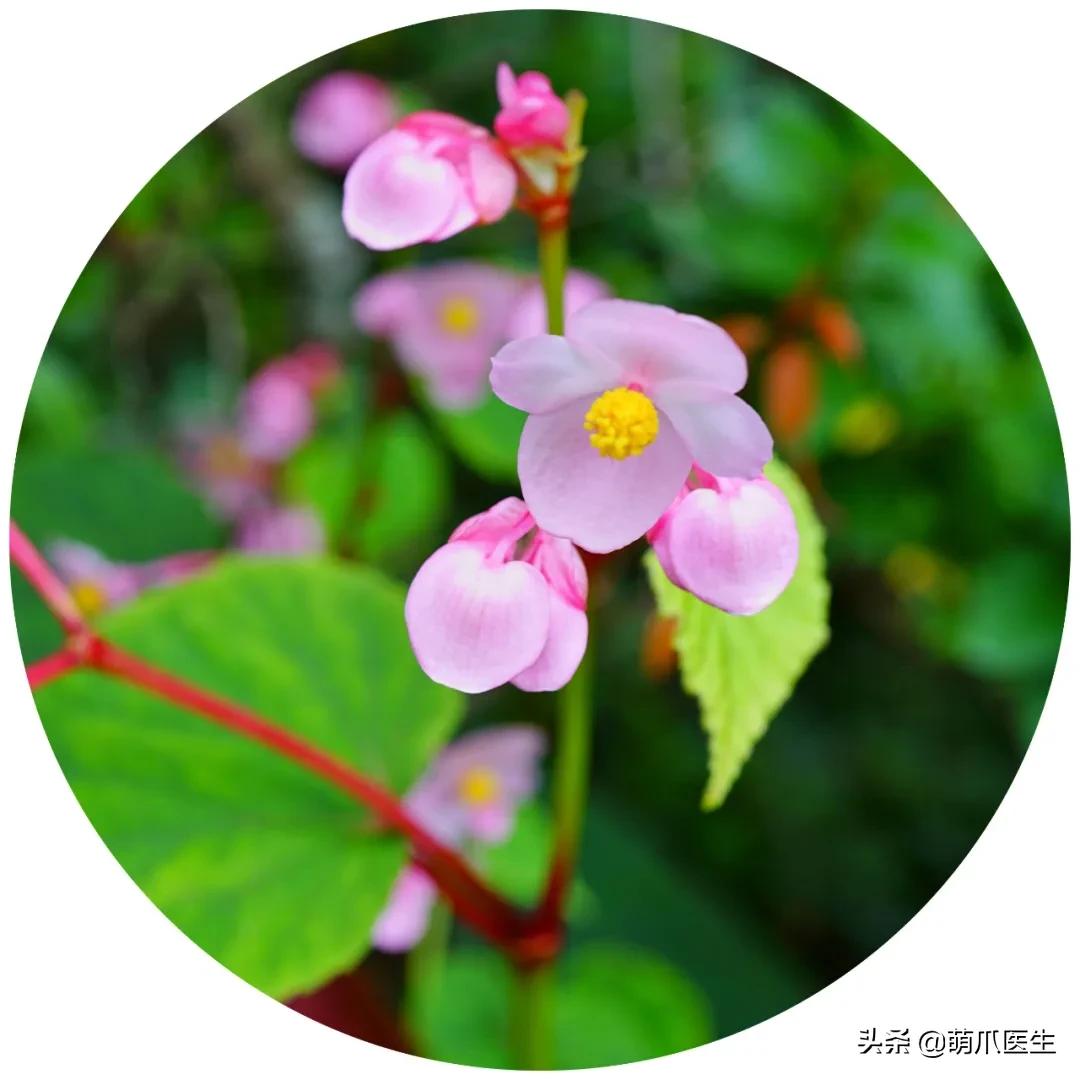 铲屎官们请注意！这些花草不能养，严重可致猫命