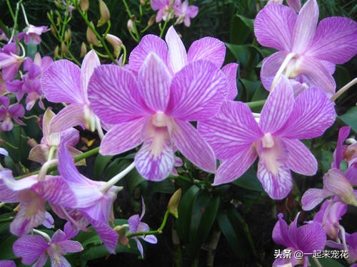 家庭养花开花的方法,家庭养花怎么养才能开花