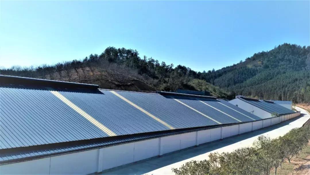 丁磊养的猪有什么,为什么丁磊喜欢养猪