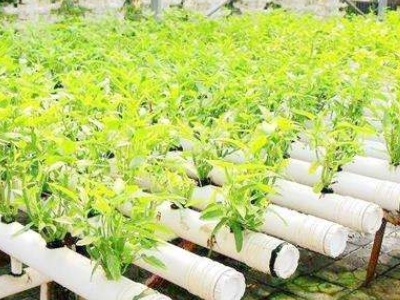 室内无土栽培蔬菜招商加盟,室内蔬菜无土种植方法