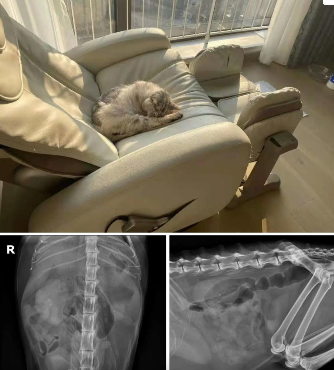 ​猫咪“甜蜜的负担”，当患有糖尿病时，应如何治疗？