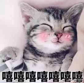 dnf宠物最可爱,dnf最给力宠物