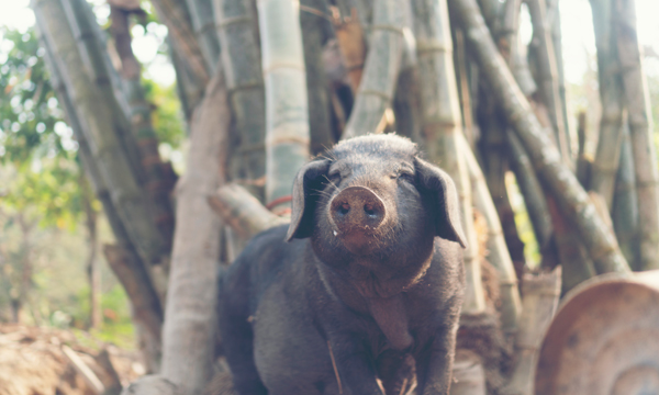 胶州什么地方卖特产便宜,胶州特产有哪些可以送礼