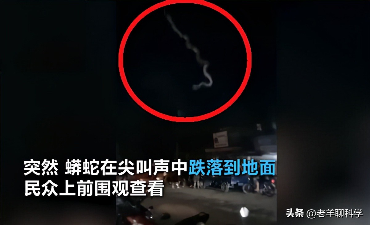 菲律宾电线掉下巨蟒,菲律宾电线上的蟒蛇后续