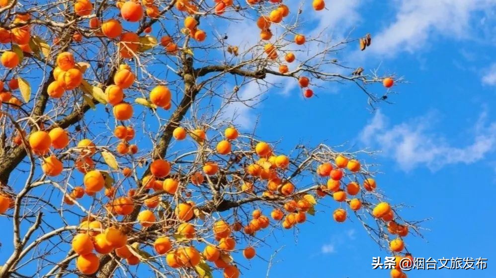 张裕卡斯特酒庄摘葡萄,张裕卡斯特酒庄750毫升定制