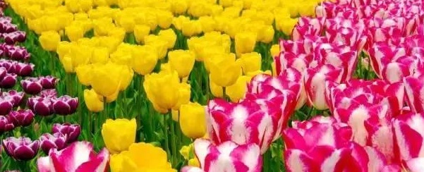 郁金香花卉什么时间种植,郁金香的种植方法和时间是什么