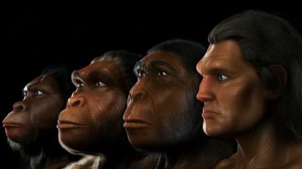 人身上的器官都有哪些,十个未来会消失的器官