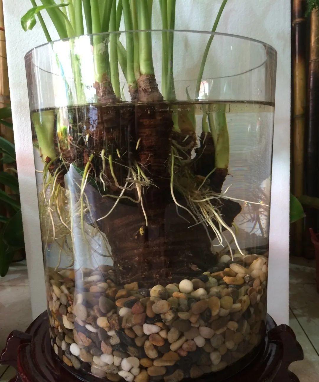 花叶子冒水珠怎么养,花叶子哗哗掉