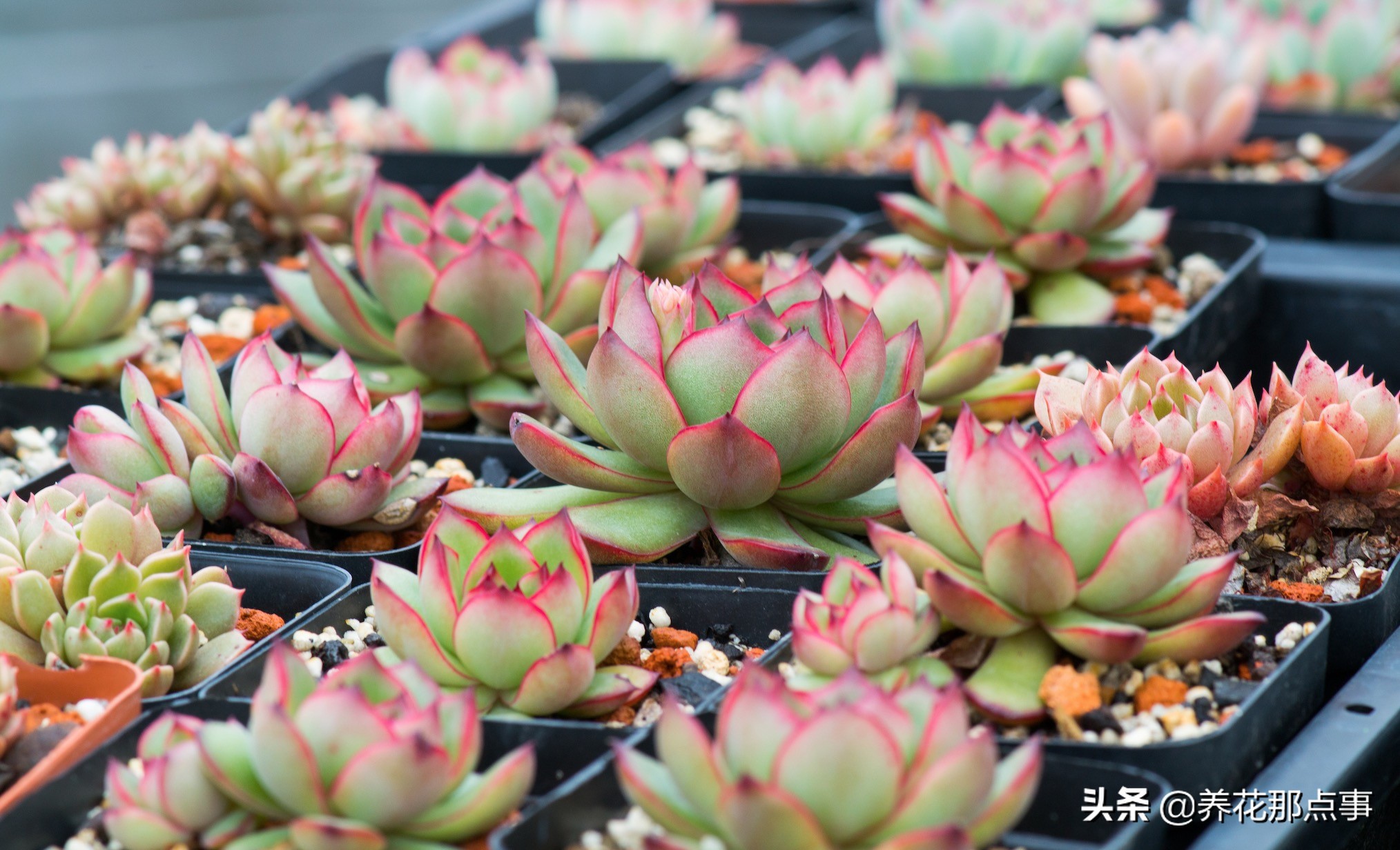 曾经养过的多肉,多肉中便宜又好养的有哪些