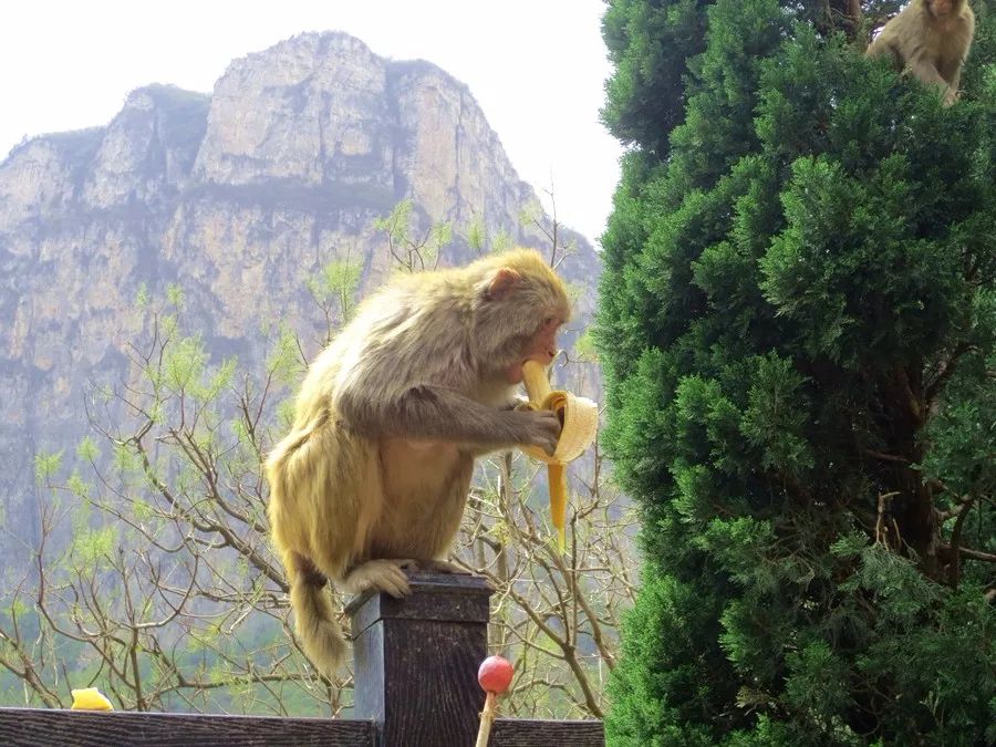 河南大美云台山特产,河南焦作大美云台