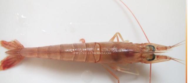 青岛海蛎虾,2019年青岛蛎虾