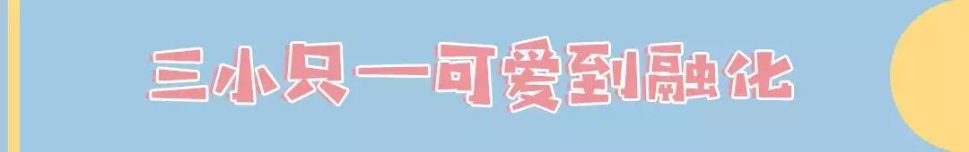 软萌暴击！邯郸这家高颜值猫咖上线，“吸猫”终于提上日程！