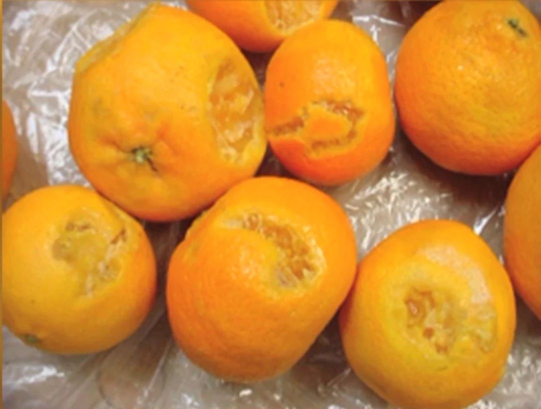 绿霉病害症状,柑橘绿霉病能治好吗