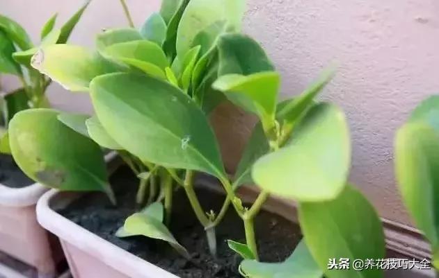 浇水把花给淹死了,挽救浇水太多植物