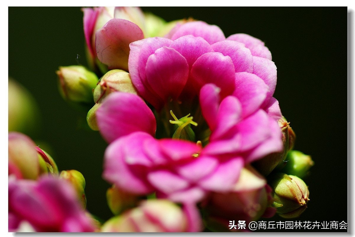 稻壳灰有什么好处,稻壳灰的作用及使用方法