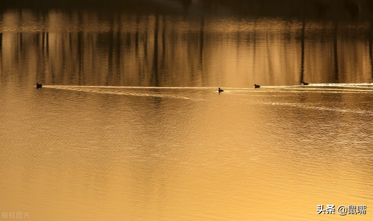 世说新语王徽之译文,广陵散世说新语译文