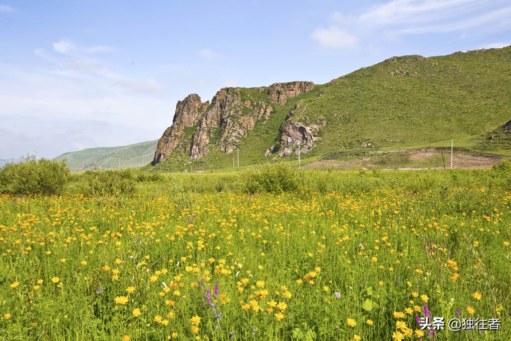 丰宁野花,丰宁坝上草原花海