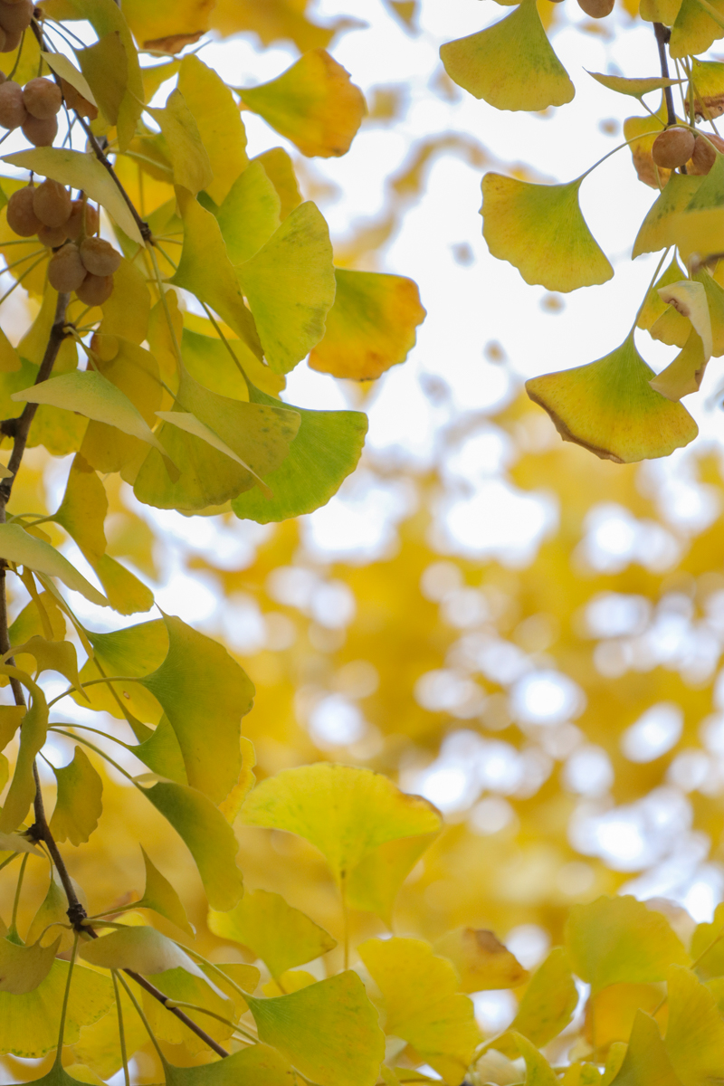 佳能eosm200测评,相机推荐入门佳能eosm200