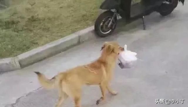 全网通缉的两条狗,全网通缉的狗