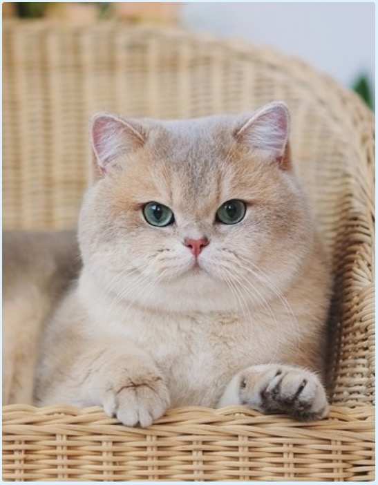 英国短毛猫怎么看品相赚钱,国际爱猫协会发声