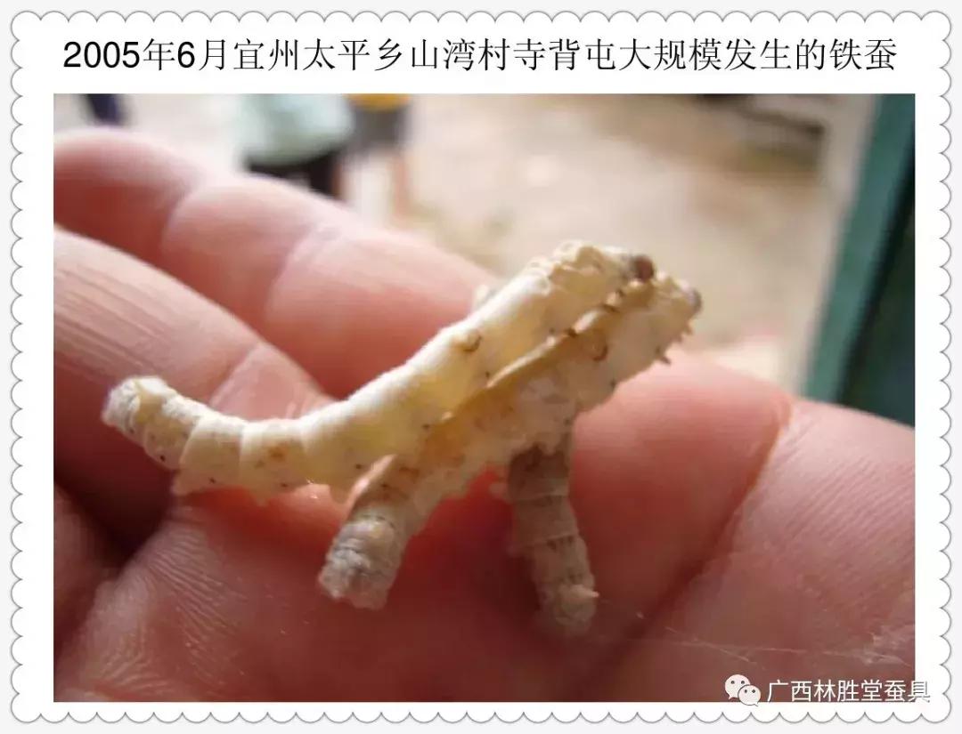 蚕脓病毒怎么彻底消灭,怎样防治脓蚕