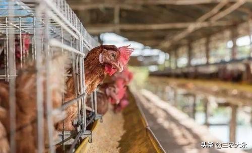 养鸡解暑小妙招,天气热养鸡吃什么药防病