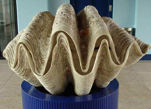 世界上贝壳里面最大的珍珠,最大珍珠贝壳