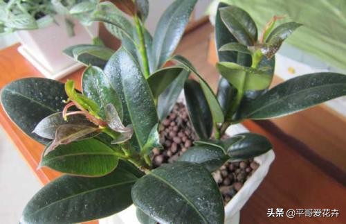 橡皮树叶片耷拉是怎么回事,橡皮树叶子发软下垂怎么回事