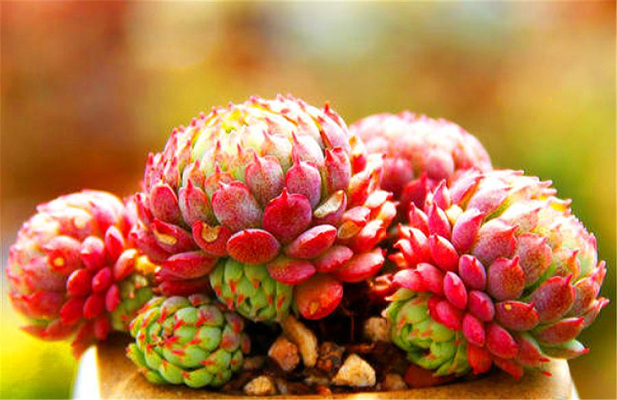 可爱的多肉萌宠,多肉植物小精灵怎么养