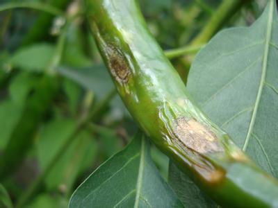 辣椒炭疽病你了解吗?高温天气易感染、传播快!防治措施在这里