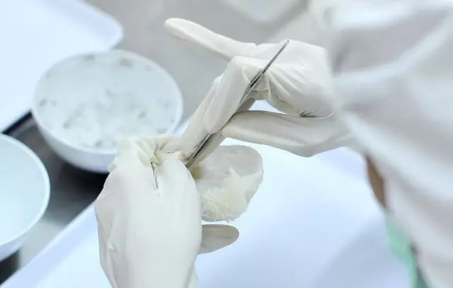 快速挑燕窝毛的方法,燕窝工人最快挑燕条技巧