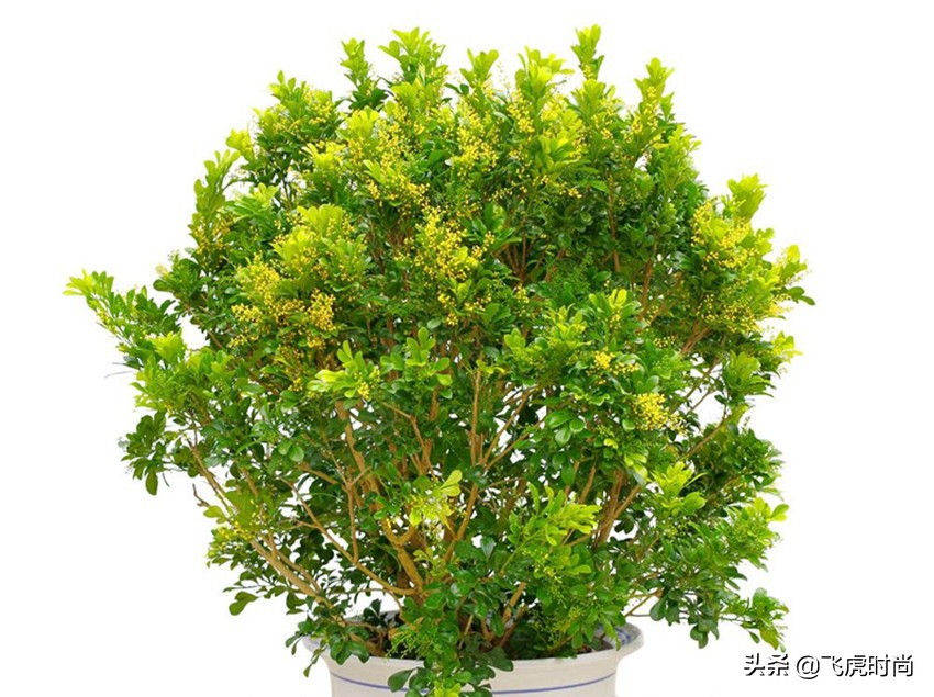 哪些花冬天露天怕冻,天冷了养的花怕冻怎么办