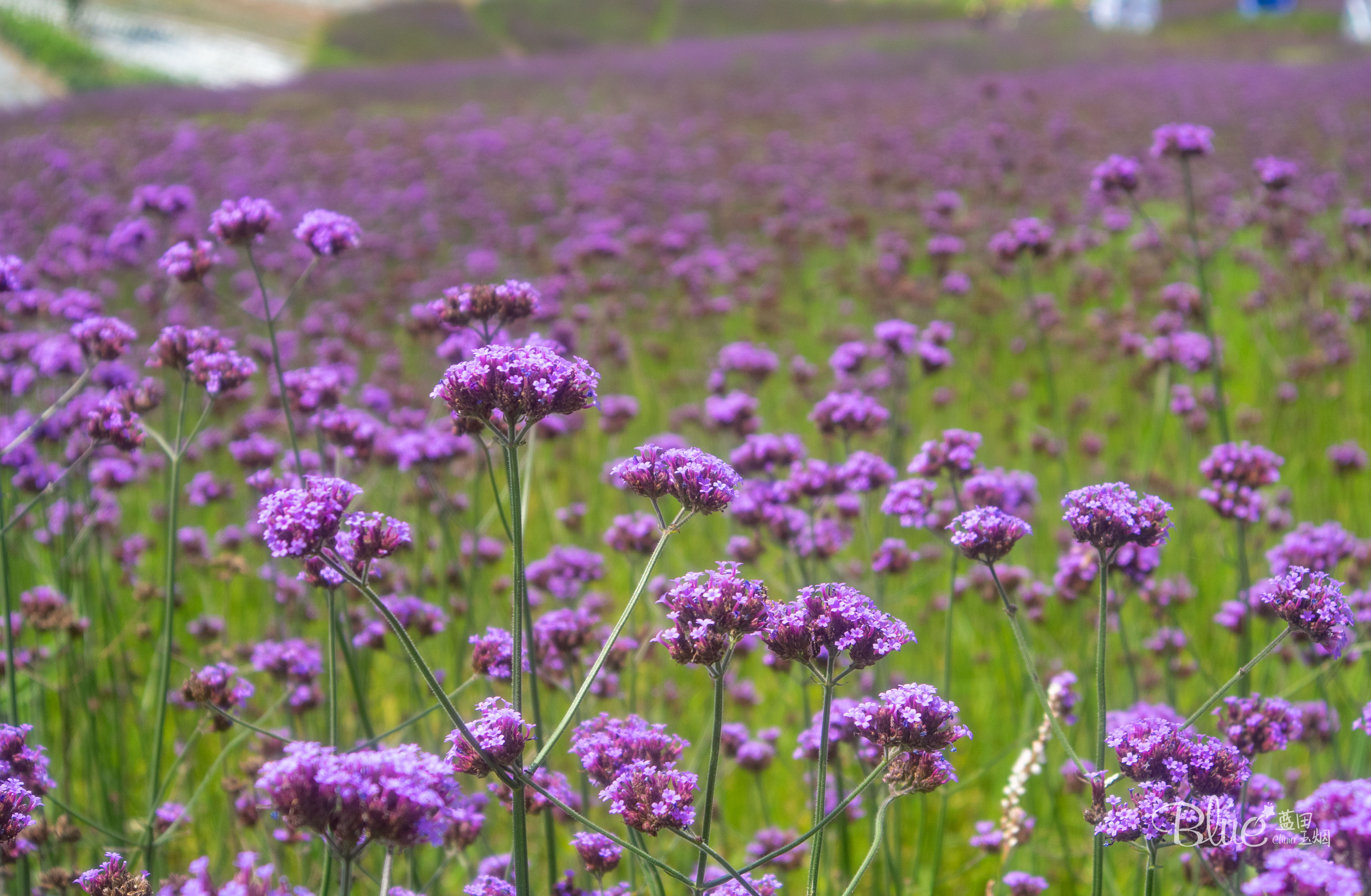 綦江横山花仙谷全景,重庆綦江看花景点推荐