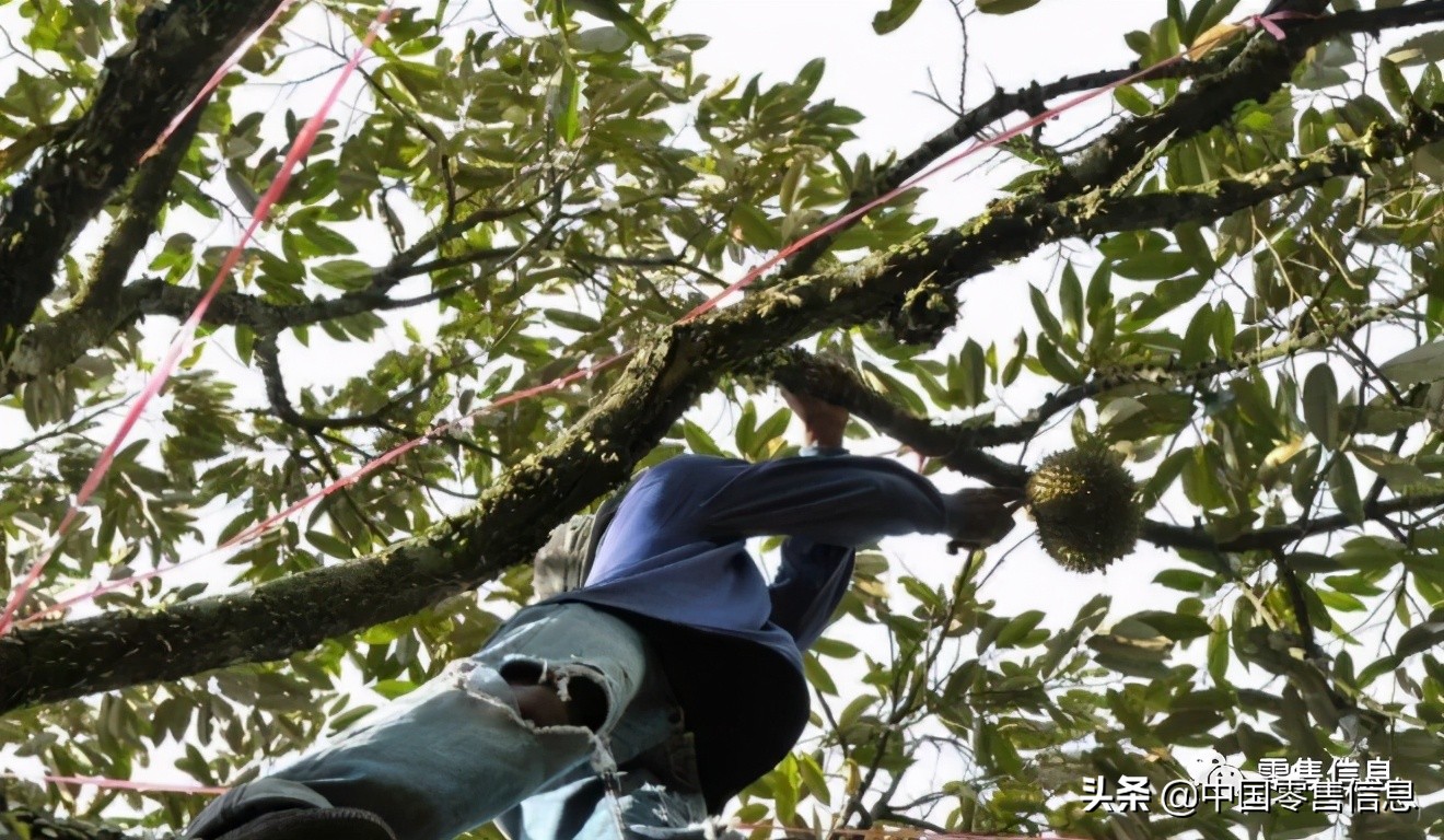 榴莲促销怎么陈列,榴莲营销方案100例