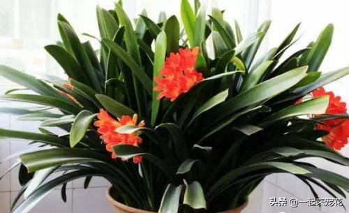 春季养君子兰用好这三招,1月份君子兰怎么养
