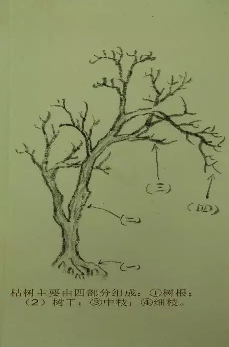 树的基本画法视频,树的素描画法