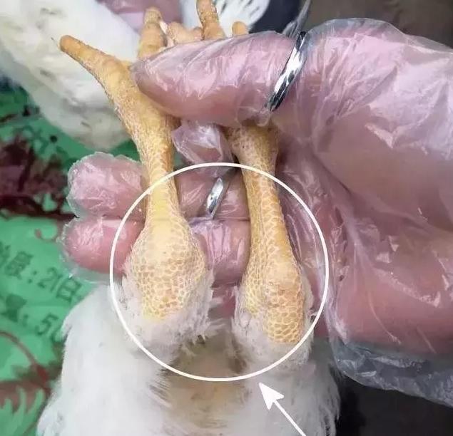 产蛋高峰期有软蛋怎么办,产蛋量不稳定怎么办