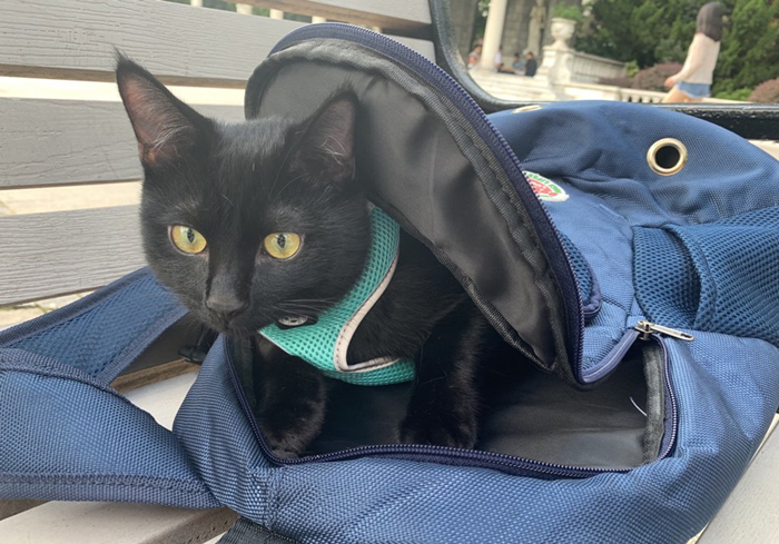 怎样的猫包最适合猫咪,猫猫应该用什么样的猫包