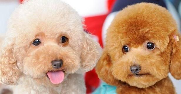 挑食泰迪狗狗营养狗粮的做法,3月泰迪幼犬挑食可以饿几天