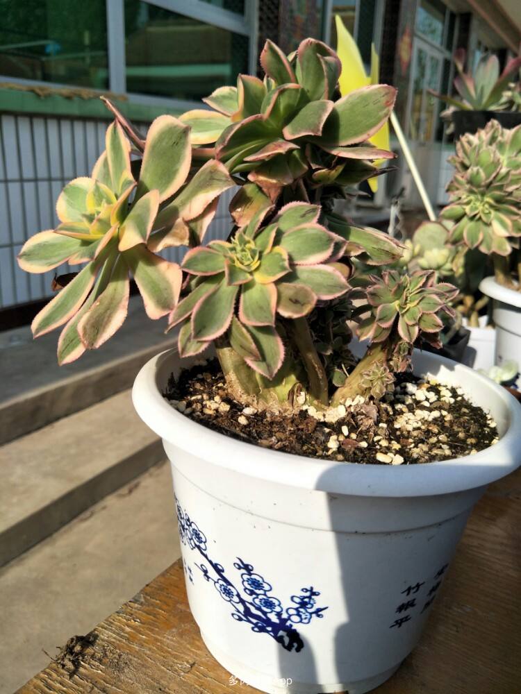 1000种多肉植物图鉴大全大图,景天科1000种多肉植物图鉴