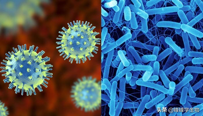 细菌是什么体,细菌是什么维度的生物